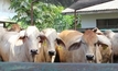 Thailand opens up for livestock export