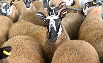 Pregnant ewes stolen from farm during height of lambing season