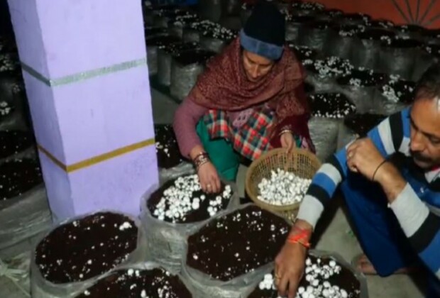 J-K: Farmers reap success from mushroom cultivation, generate over Rs 3.15 cr in Udhampur