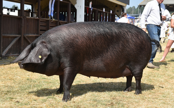 Large Black sow triumphs at Great Yorkshire Show