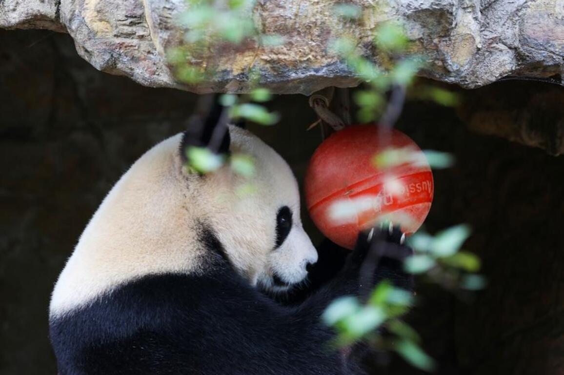 Album: Giant panda pair living in Adelaide, Australia