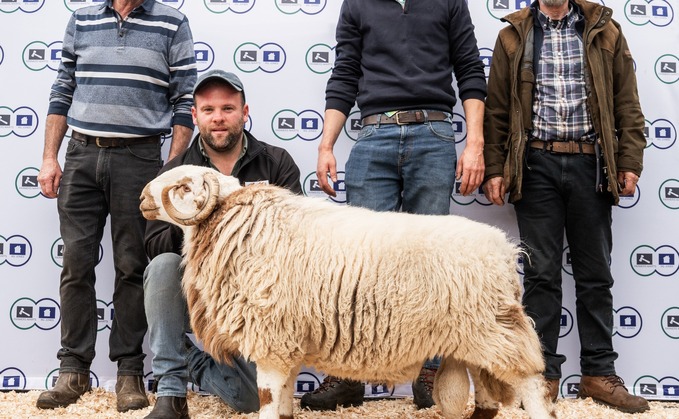 Messrs Jenkins' shearling ram: 31,000gns Messrs Jenkins' shearling ram: 31,000gns