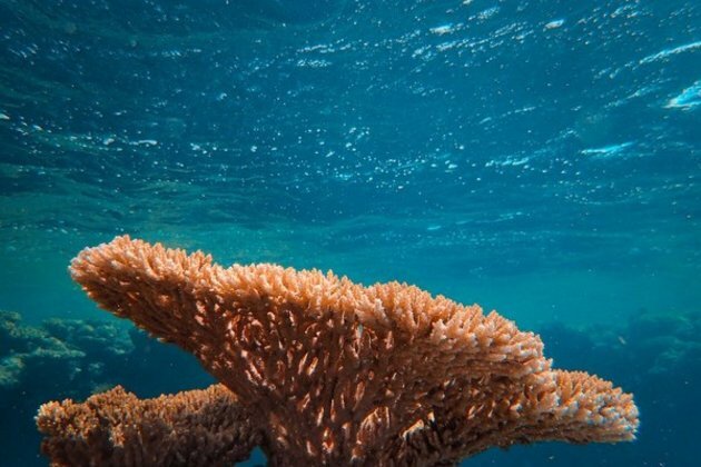 Study: New method reveals marine microbes' outsized role in carbon cycle