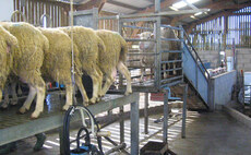 UK sheep dairying industry on 'brink of collapse' due to Covid-19, warns association