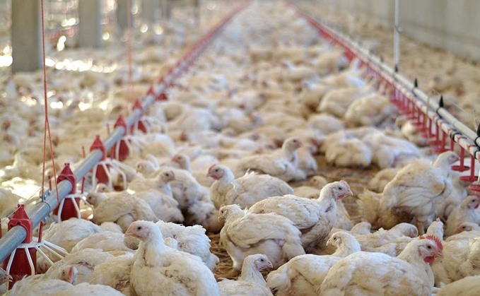 2021 to be tough for global poultry industry