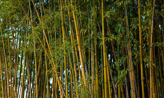 Govt plans to plant 375,000 hectares of bamboo Govt plans to plant 375,000 hectares of bamboo