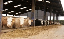1400 people reject proposed beef Unit construction in Wiltshire