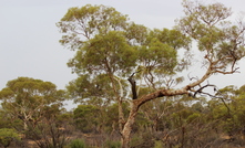  Mulga Rock site