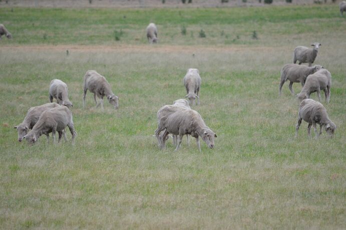 Certain weeds can pose a risk to livestock.