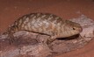 The Western Spiny-tailed Skink.