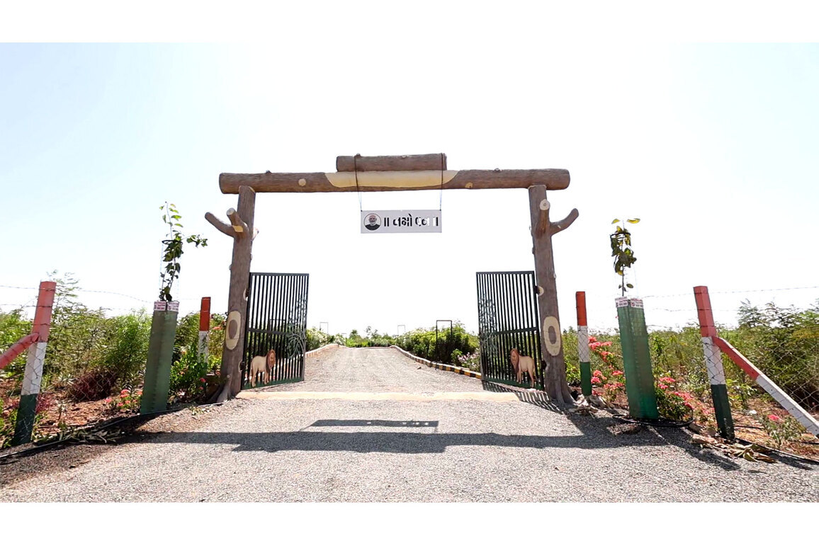 Namo Van: Million trees transform Gujarat's Morbi into green oasis