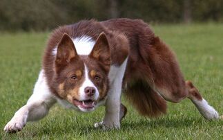 Sales round up: Sheep Dog Spectacular, dairy sales, Jalex heifers, store cattle