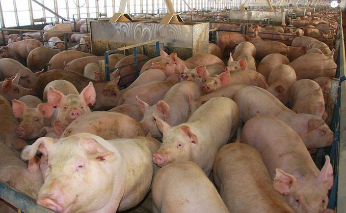 No compensation for healthy pig cull