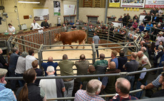  Store cattle to £1,710 at Gisburn