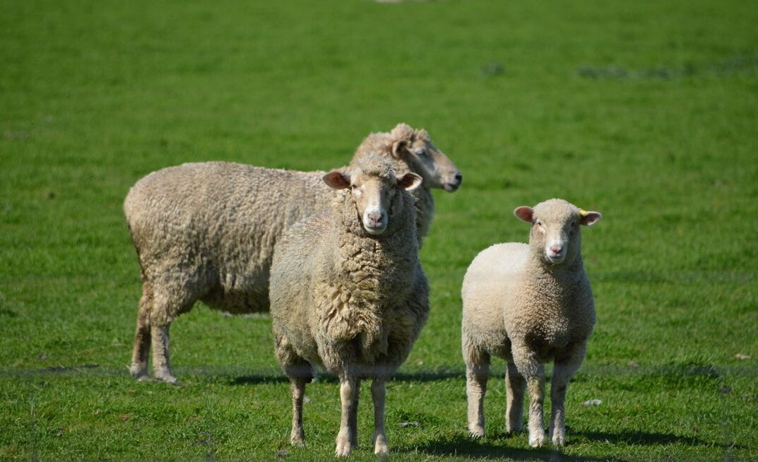 Around 75 per cent of US lamb imports are sourced from Australia.
