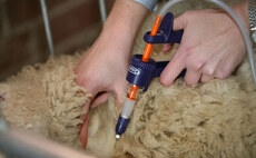 Commitment and communication key amid sheep sector vaccine shortages