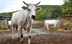 Breeding the biggest and most aggressive cattle in the world