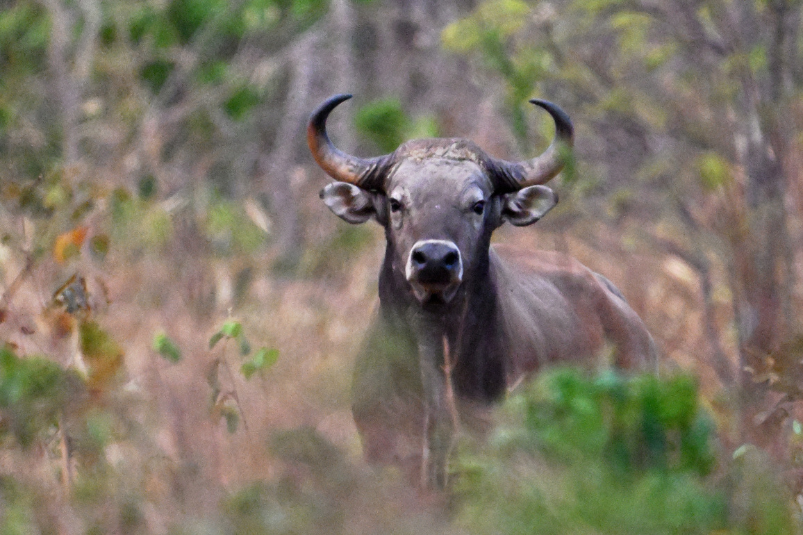 CAMBODIA-STUNG TRENG-BANTENG-RELOCATION