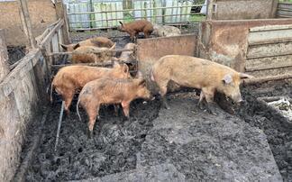 Farmer banned from keeping animals after 350+ livestock found in 'appalling' conditions