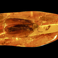 Russian miners find 40-million-year-old cockroach 