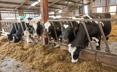Transition cow management: Getting dry period nutrition right