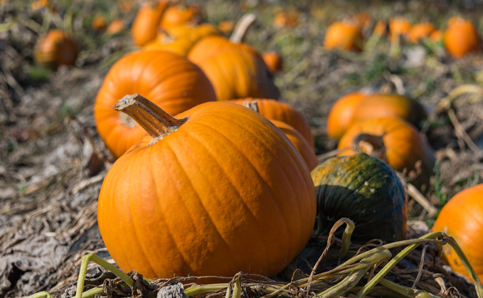 Pumpkin shortage may dampen Halloween festivities