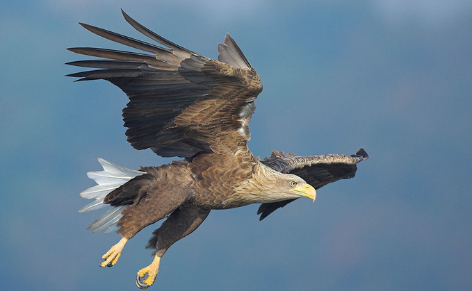 Call to cull eagles after lambs torn limb from limb