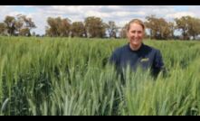  Wheat breeder Britt Kalmeier says Illabo is a true dual purpose wheat.