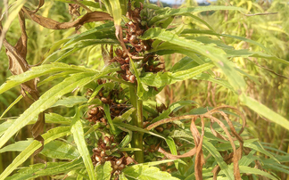 Licence extended for regulated hemp growers