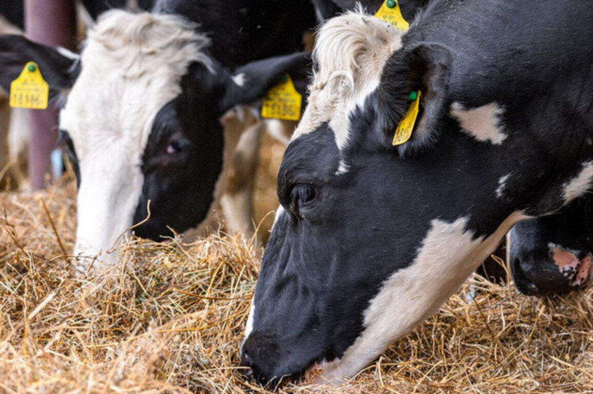 OR environmentalists: New permit won't protect from CAFO waste 