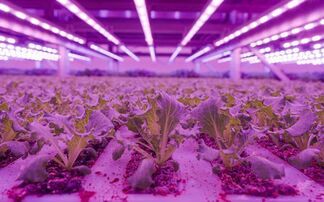 M&S debuts water-saving vertically farmed salads