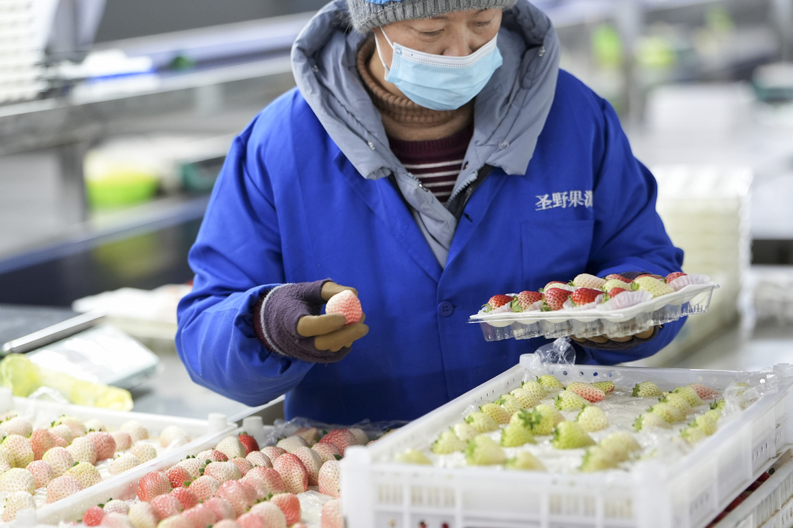 CHINA-LIAONING-STRAWBERRY-PRODUCTION (CN)