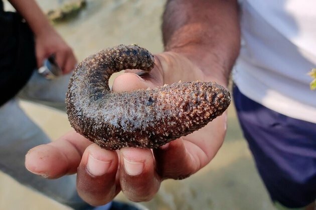 Cucumaria: The WEIRD sea creature Soviets loved to eat