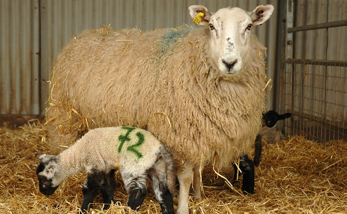 Sheep special: Key diseases for ewes and lambs at lambing time