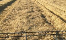Early winter barley yields average