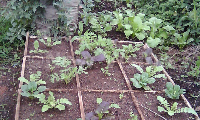 Grow vegetables all year in 4x4 feet boxes Grow vegetables all year in 4x4 feet boxes