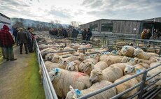 New step-by-step sheep quarantine guide launched