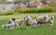 Man convicted after stealing sheep and feeding it to hounds