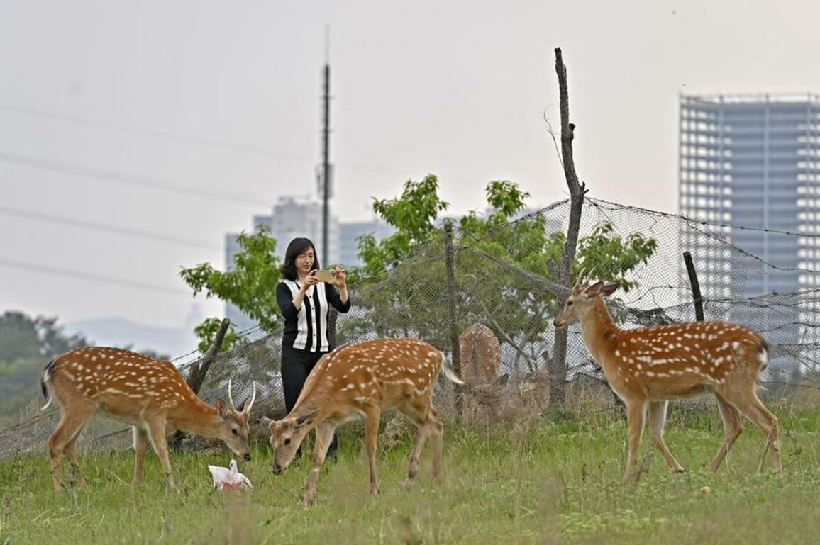 EcoChina | NE China's Dalian creates a livable habitat for wild sika deer