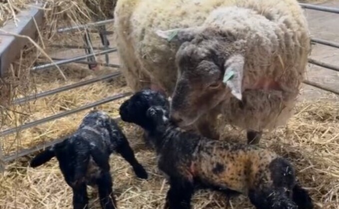 Ben Best, manager at Dalscone Farm, said: "From the world's loneliest sheep to a mother of two. She will never be lonely again in her life." (Dalscone Farm)