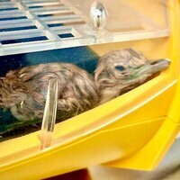 Project Great Indian Bustard: Captive population hits 70 as two new chicks hatch in Rajasthan