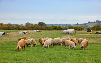 Sharp commercial focus for regenerative farming brothers 