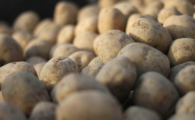 Fears seed potato import 'loophole' could create one-way trade