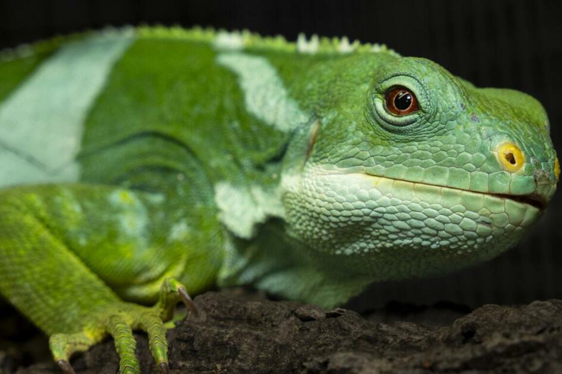 Endangered Fijian iguanas rescued in Spain arrive at San Diego Zoo