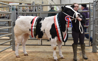 Young handlers out in force at Gisburn