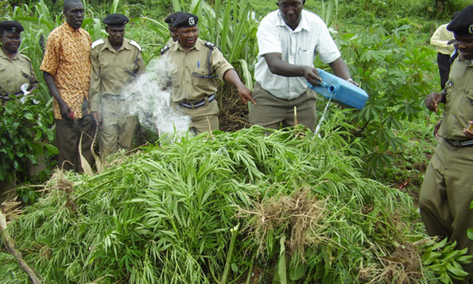 Israeli investors to grow marijuana in Uganda Israeli investors to grow marijuana in Uganda