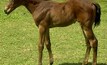 Foal falls foul of Hendra virus