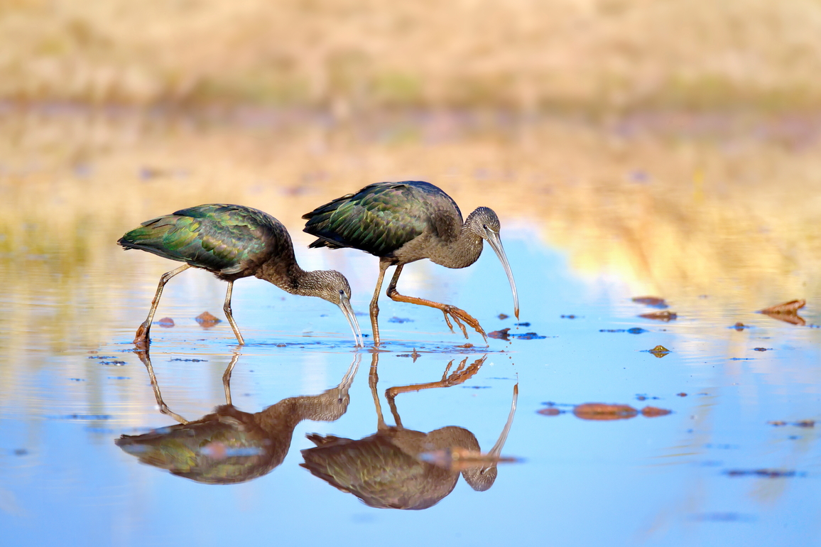 CHINA-SICHUAN-XICHANG-BIRDS (CN)
