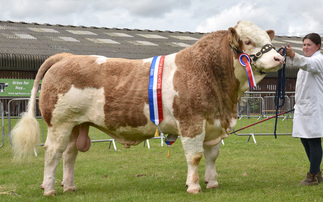 Supreme beef championship goes to Simmental bull at South of England Show