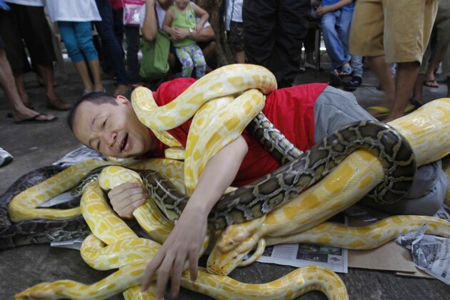My snakes are so charming - I could cuddle them all day! Man wraps himself in Burmese Pythons